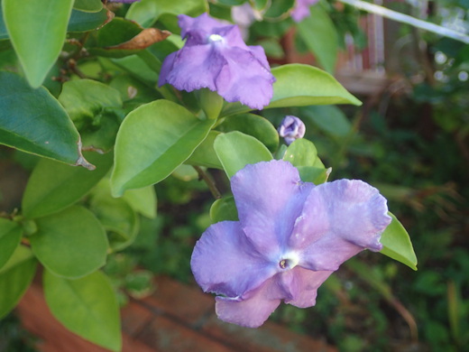 沖縄の植物です、バンマツリです