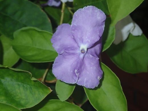 沖縄の植物です、バンマツリです