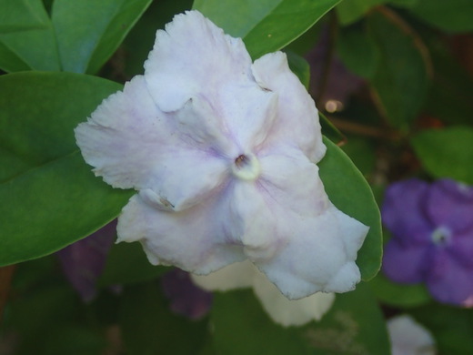 沖縄の植物です、バンマツリです