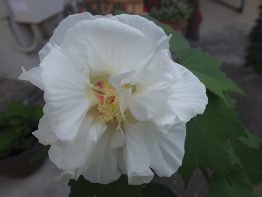 沖縄の植物ですフヨウの花です。