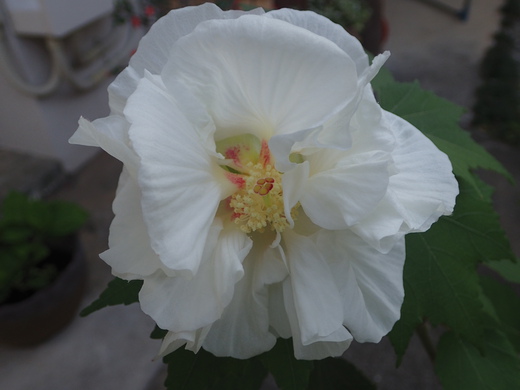 沖縄の植物ですフヨウの花です。