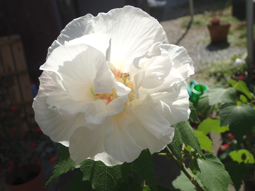 沖縄の植物ですフヨウの花です。