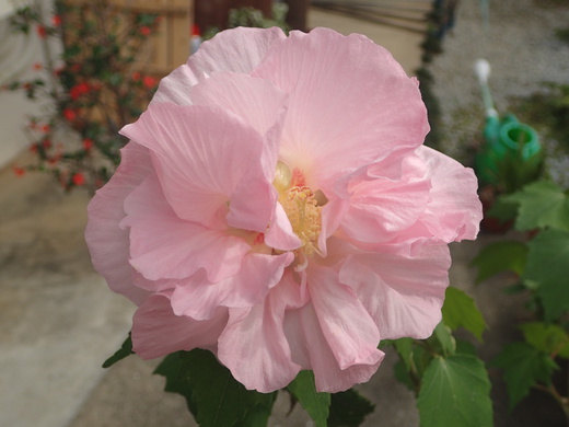 沖縄の植物ですフヨウの花です。