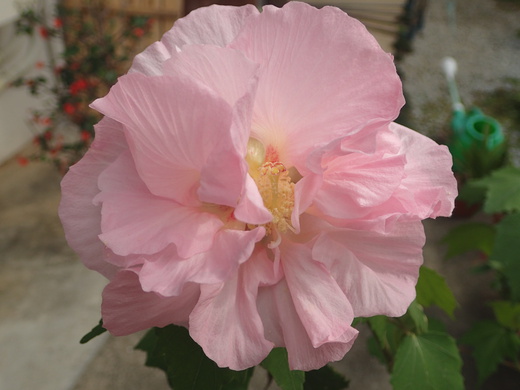 沖縄の植物ですフヨウの花です。