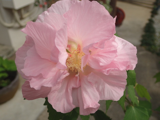 沖縄の植物ですフヨウの花です。
