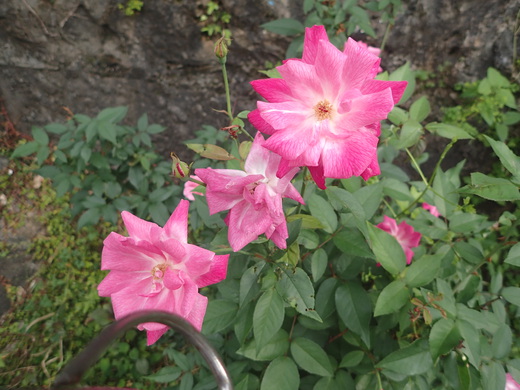 沖縄の植物です沖縄バラの花です。