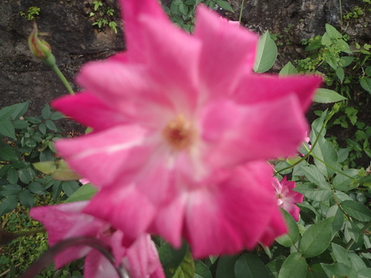 沖縄の植物です沖縄バラの花です。