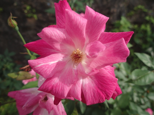 沖縄の植物です沖縄バラの花です。