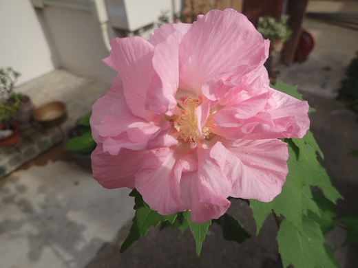 沖縄の植物ですフヨウの花です。