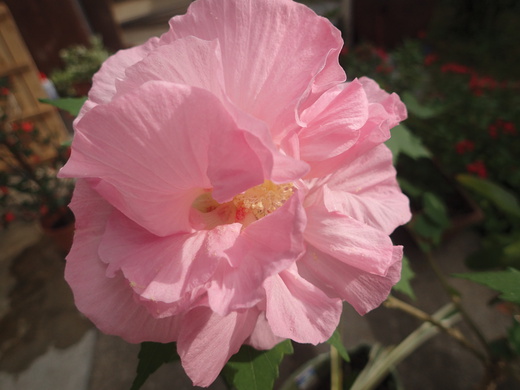 沖縄の植物ですフヨウの花です。