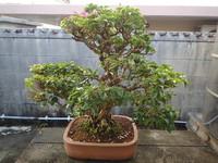 沖縄の植物です沖縄ブウゲンビレアの花です。 2018/11/14 18:22:05