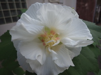 沖縄の植物ですフヨウの花です。 2018/11/15 18:46:27