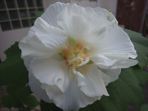 沖縄の植物ですフヨウの花です。