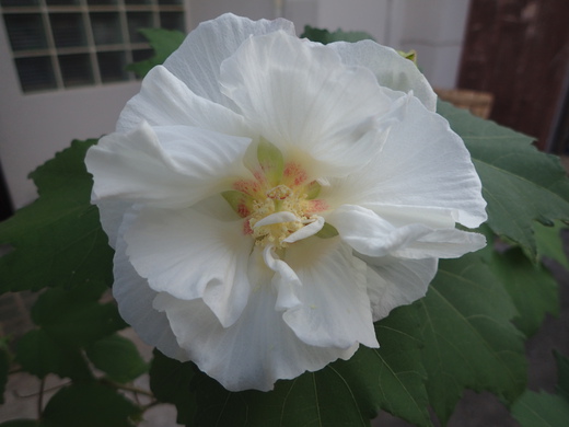 沖縄の植物ですフヨウの花です。