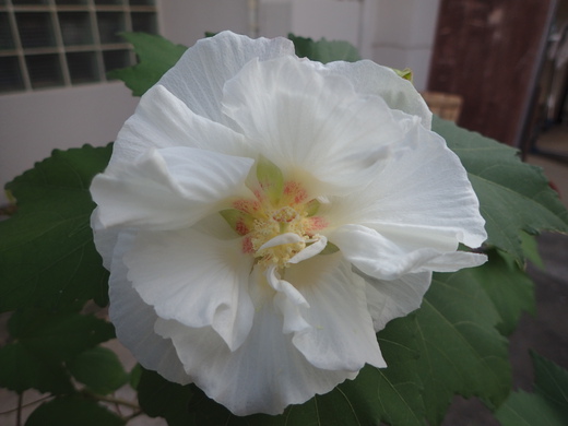 沖縄の植物ですフヨウの花です。