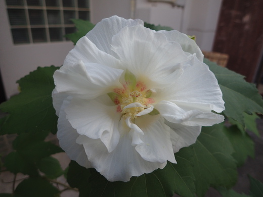 沖縄の植物ですフヨウの花です。