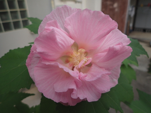 沖縄の植物ですフヨウの花です。