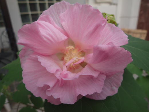 沖縄の植物ですフヨウの花です。