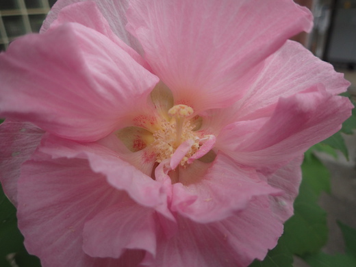 沖縄の植物ですフヨウの花です。
