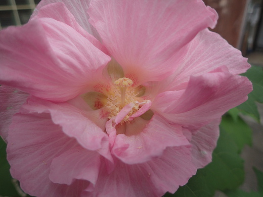 沖縄の植物ですフヨウの花です。