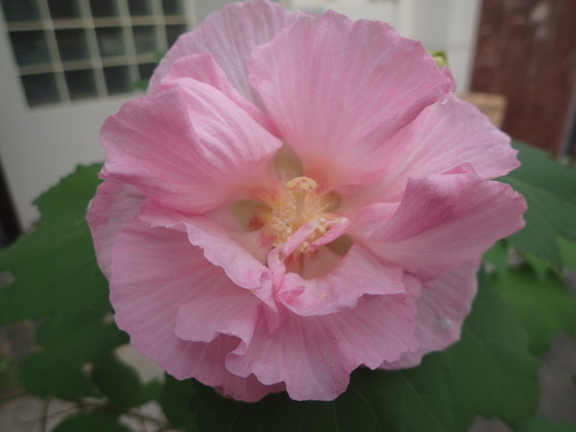 沖縄の植物ですフヨウの花です。