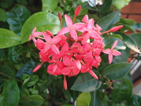 沖縄の植物ですサンダンカの花です。 2018/11/16 17:48:05