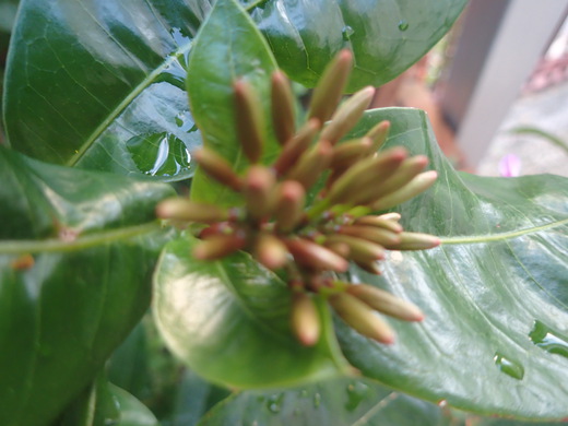 沖縄の植物ですサンダンカの花です。