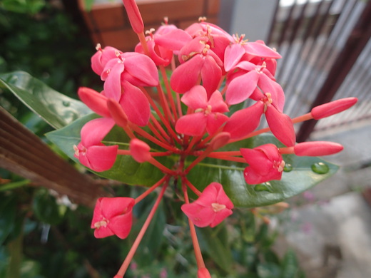 沖縄の植物ですサンダンカの花です。
