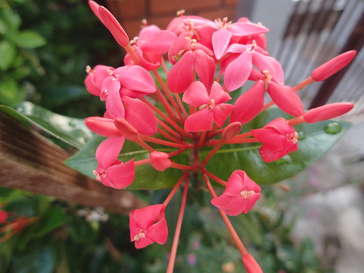 沖縄の植物ですサンダンカの花です。