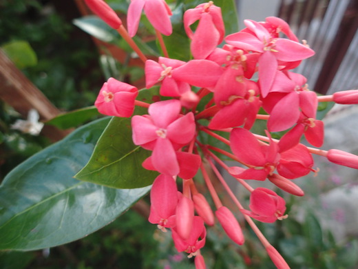 沖縄の植物ですサンダンカの花です。