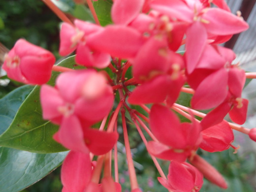 沖縄の植物ですサンダンカの花です。