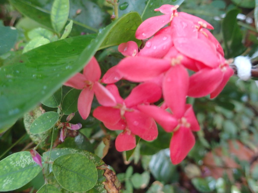 沖縄の植物ですサンダンカの花です。