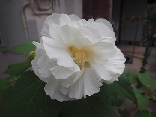 沖縄の植物ですフヨウの花です。第３弾