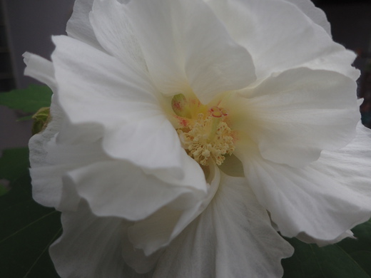 沖縄の植物ですフヨウの花です。第３弾