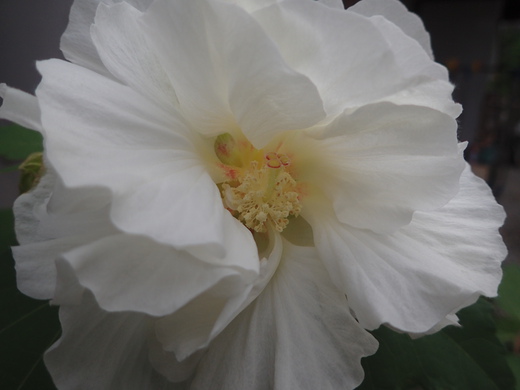 沖縄の植物ですフヨウの花です。第３弾