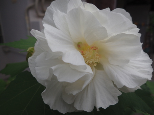 沖縄の植物ですフヨウの花です。第３弾