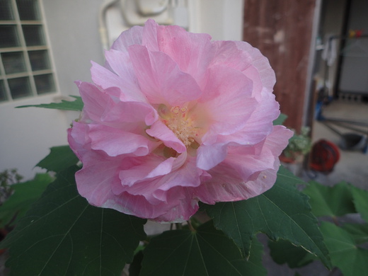 沖縄の植物ですフヨウの花です。第３弾