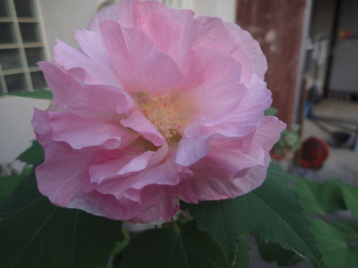 沖縄の植物ですフヨウの花です。第３弾