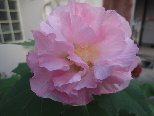 沖縄の植物ですフヨウの花です。第３弾