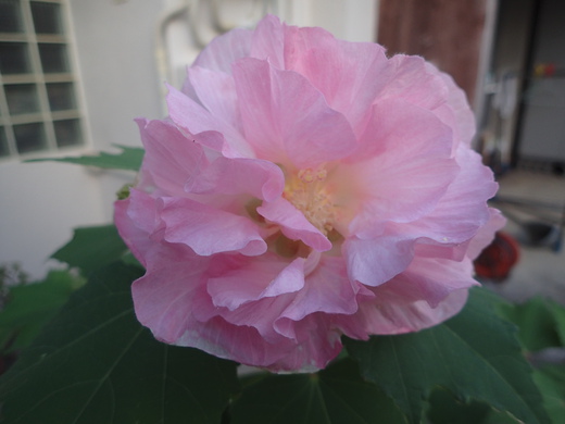 沖縄の植物ですフヨウの花です。第３弾
