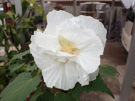 沖縄の植物ですフヨウの花です。第４弾