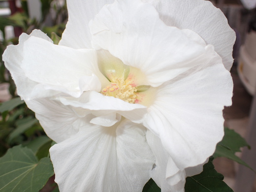 沖縄の植物ですフヨウの花です。第４弾