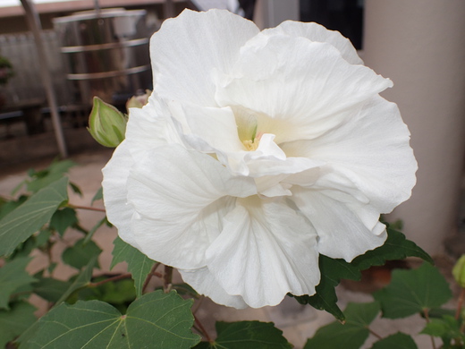 沖縄の植物ですフヨウの花です。第４弾