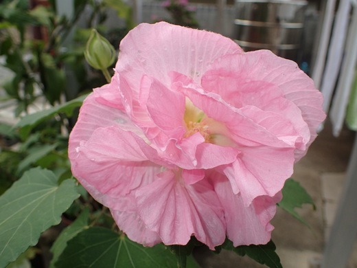 沖縄の植物ですフヨウの花です。第４弾
