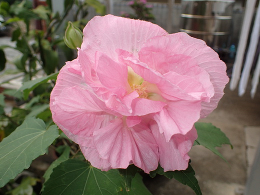 沖縄の植物ですフヨウの花です。第４弾