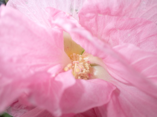 沖縄の植物ですフヨウの花です。第４弾
