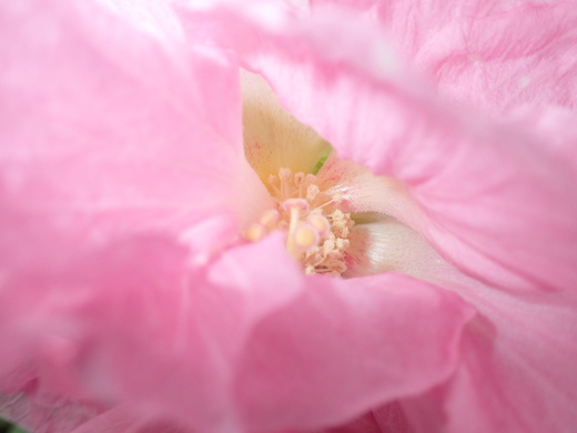沖縄の植物ですフヨウの花です。第４弾