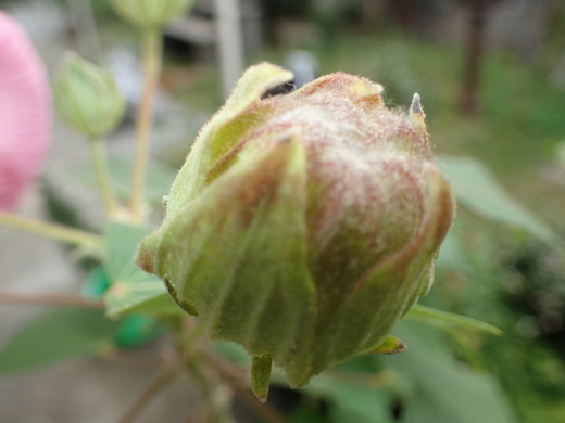 沖縄の植物ですフヨウの花です。第４弾
