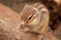 頭のいい動物ランキング１５