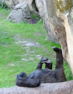 素晴らしき日々 動物の睡眠時間ってどれくらい